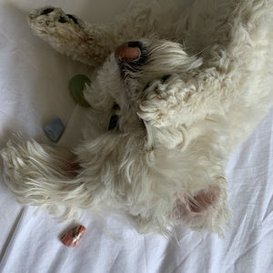 Meet your Posher, Hollywood